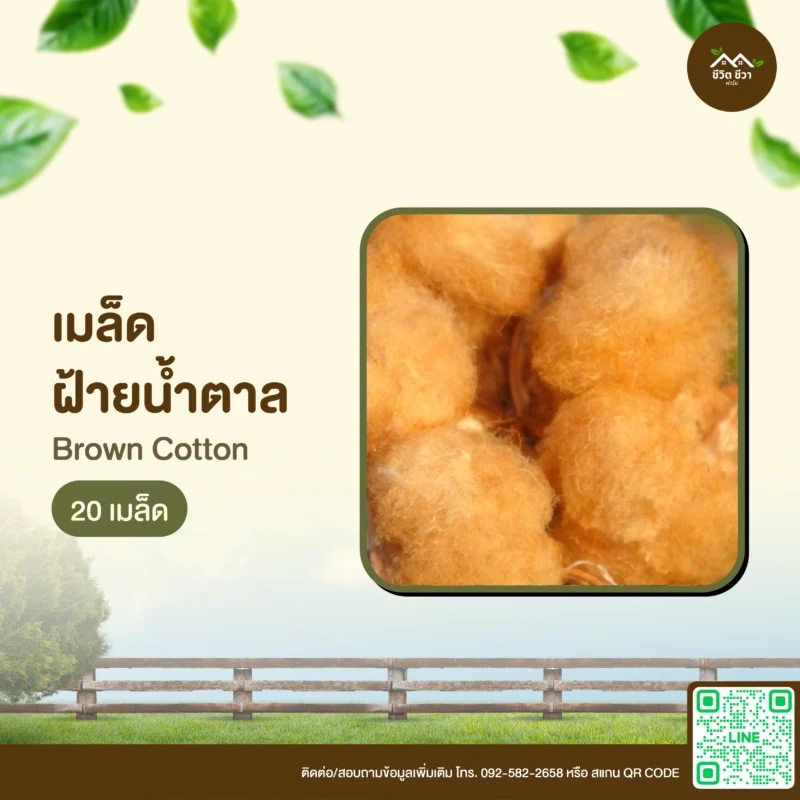 เมล็ดพันธุ์ ฝ้ายน้ำตาล