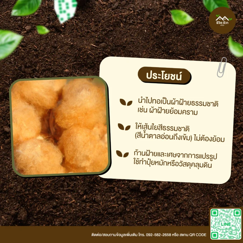 เมล็ดพันธุ์ ฝ้ายน้ำตาล