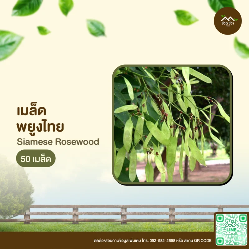 เมล็ดพันธุ์ พยูงไทย
