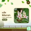 เมล็ดพันธุ์ พิลังกาสา