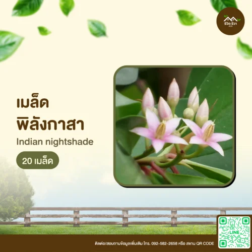 เมล็ดพันธุ์ พิลังกาสา