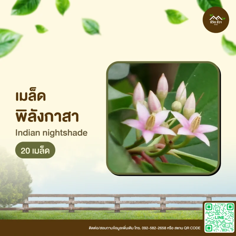 เมล็ดพันธุ์ พิลังกาสา