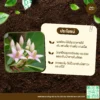 เมล็ดพันธุ์ พิลังกาสา