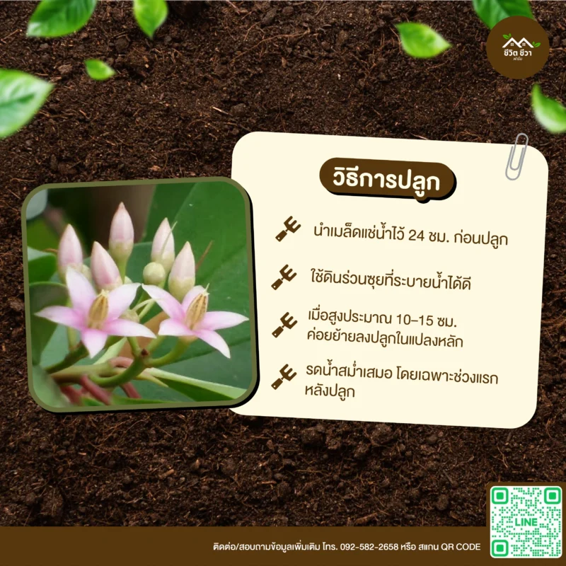 เมล็ดพันธุ์ พิลังกาสา