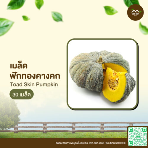 เมล็ดพันธุ์ ฟักทองคางคก