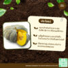 เมล็ดพันธุ์ ฟักทองคางคก