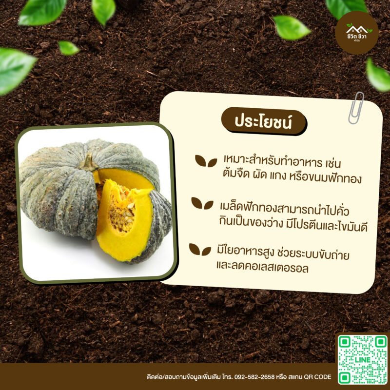 เมล็ดพันธุ์ ฟักทองคางคก