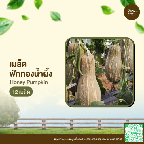 เมล็ดพันธุ์ ฟักทองน้ำผึ้ง