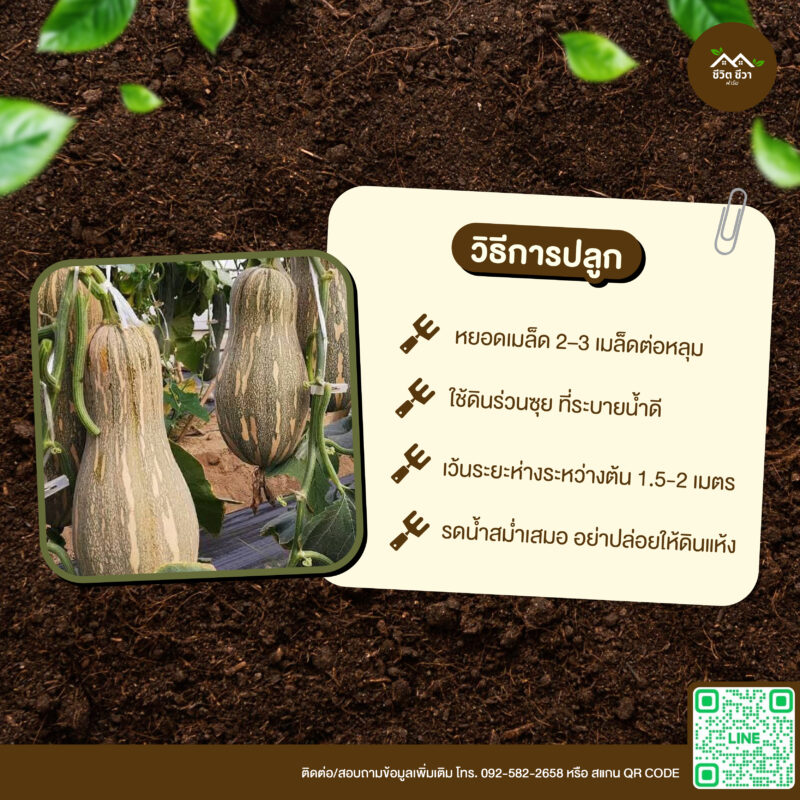 เมล็ดพันธุ์ ฟักทองน้ำผึ้ง