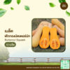 เมล็ดพันธุ์ ฟักทองบัทเตอร์นัท