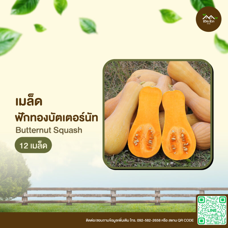 เมล็ดพันธุ์ ฟักทองบัทเตอร์นัท
