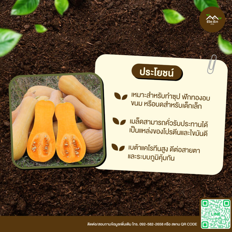 เมล็ดพันธุ์ ฟักทองบัทเตอร์นัท