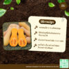 เมล็ดพันธุ์ ฟักทองบัทเตอร์นัท