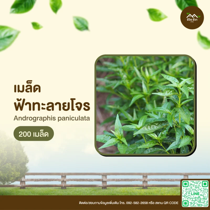 เมล็ดพันธุ์ ฟ้าทะลายโจร