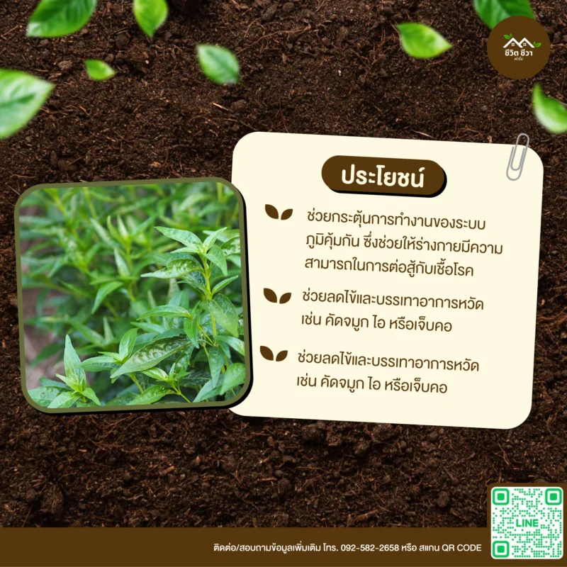 เมล็ดพันธุ์ ฟ้าทะลายโจร