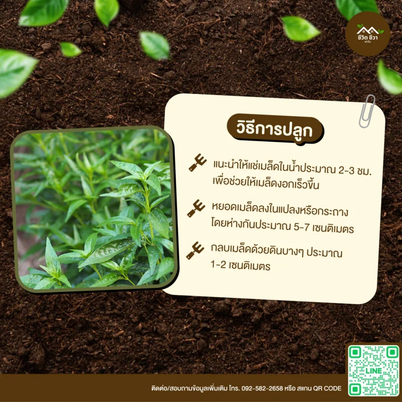 เมล็ดพันธุ์ ฟ้าทะลายโจร