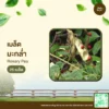 เมล็ดพันธุ์ มะกล่ำ