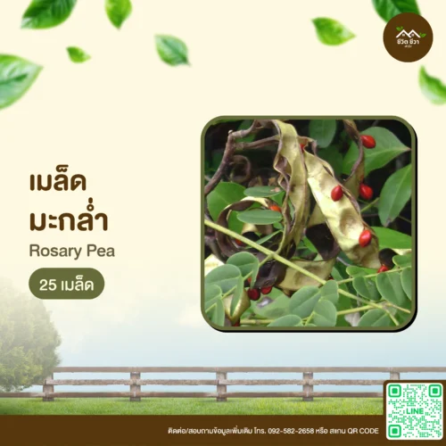 เมล็ดพันธุ์ มะกล่ำ