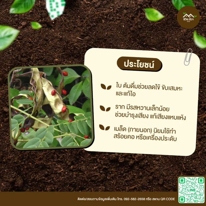 เมล็ดพันธุ์ มะกล่ำ