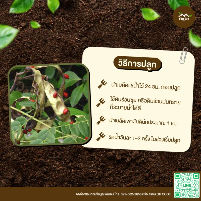 เมล็ดพันธุ์ มะกล่ำ