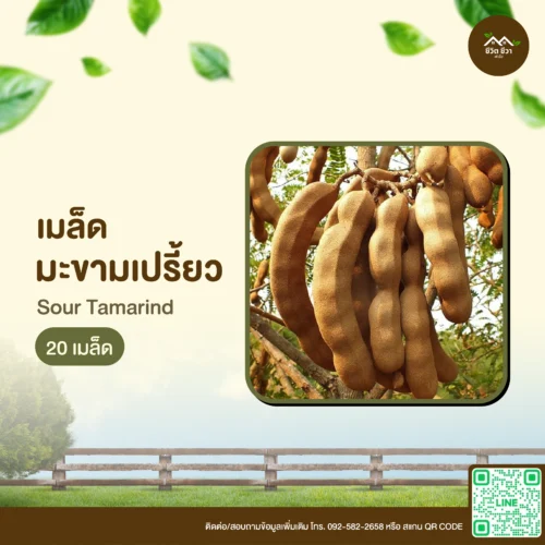 เมล็ดพันธุ์ มะขามเปรี้ยว
