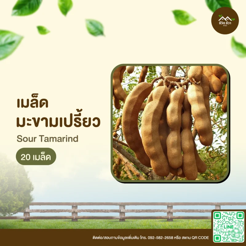 เมล็ดพันธุ์ มะขามเปรี้ยว