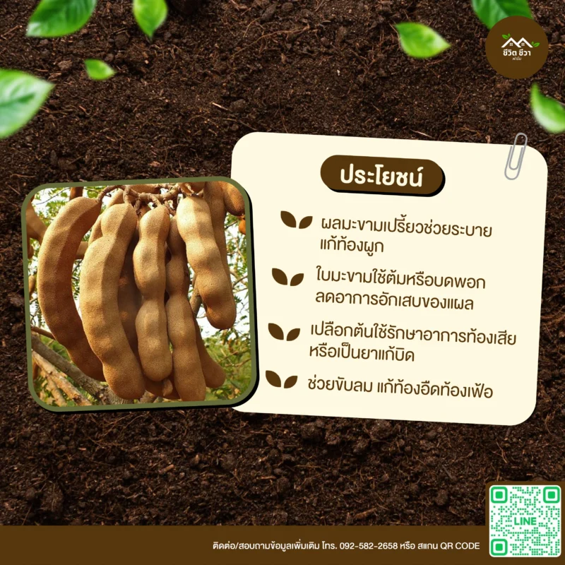 เมล็ดพันธุ์ มะขามเปรี้ยว