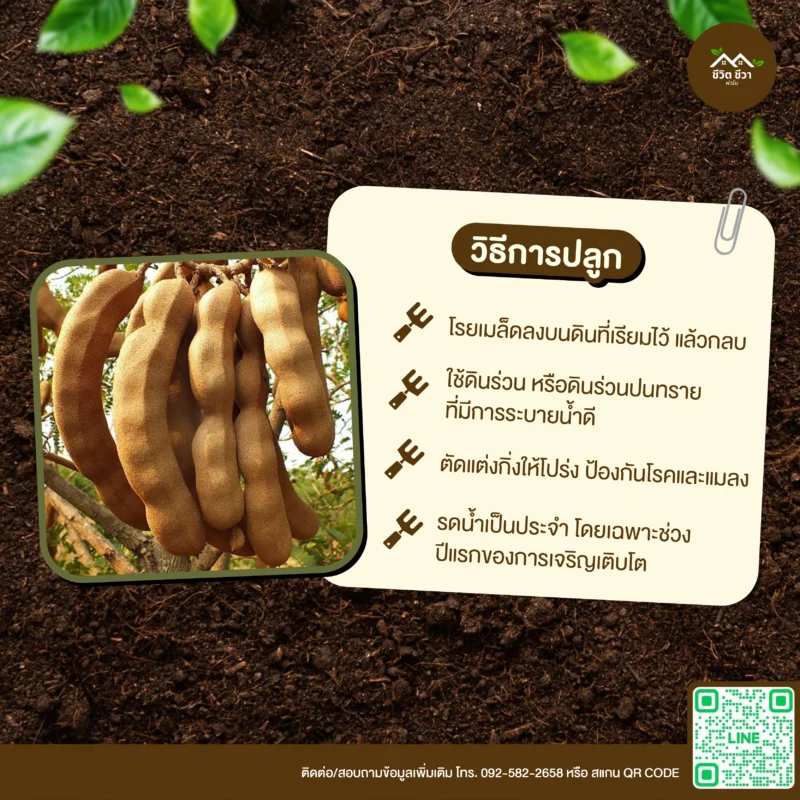 เมล็ดพันธุ์ มะขามเปรี้ยว