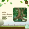 เมล็ดพันธุ์ มะขามเปรี้ยวยักษ์