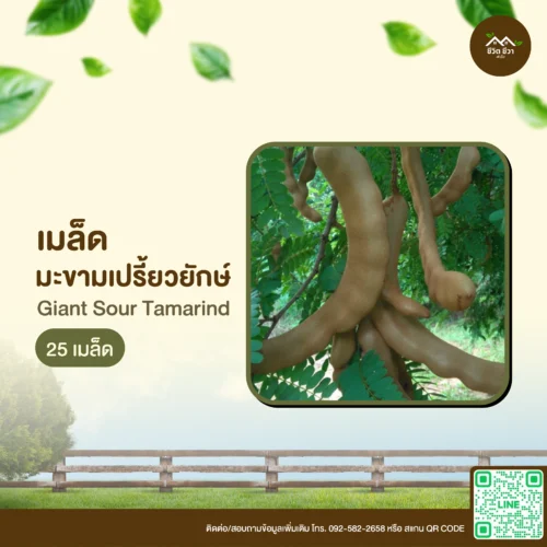 เมล็ดพันธุ์ มะขามเปรี้ยวยักษ์