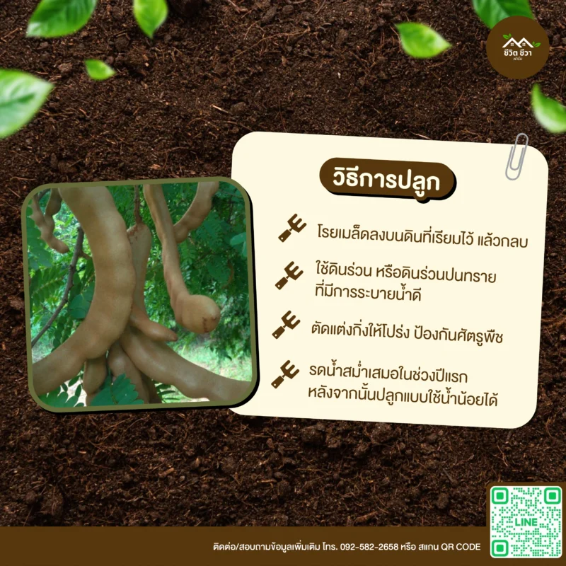 เมล็ดพันธุ์ มะขามเปรี้ยวยักษ์