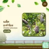 เมล็ดพันธุ์ มะค่าโมง