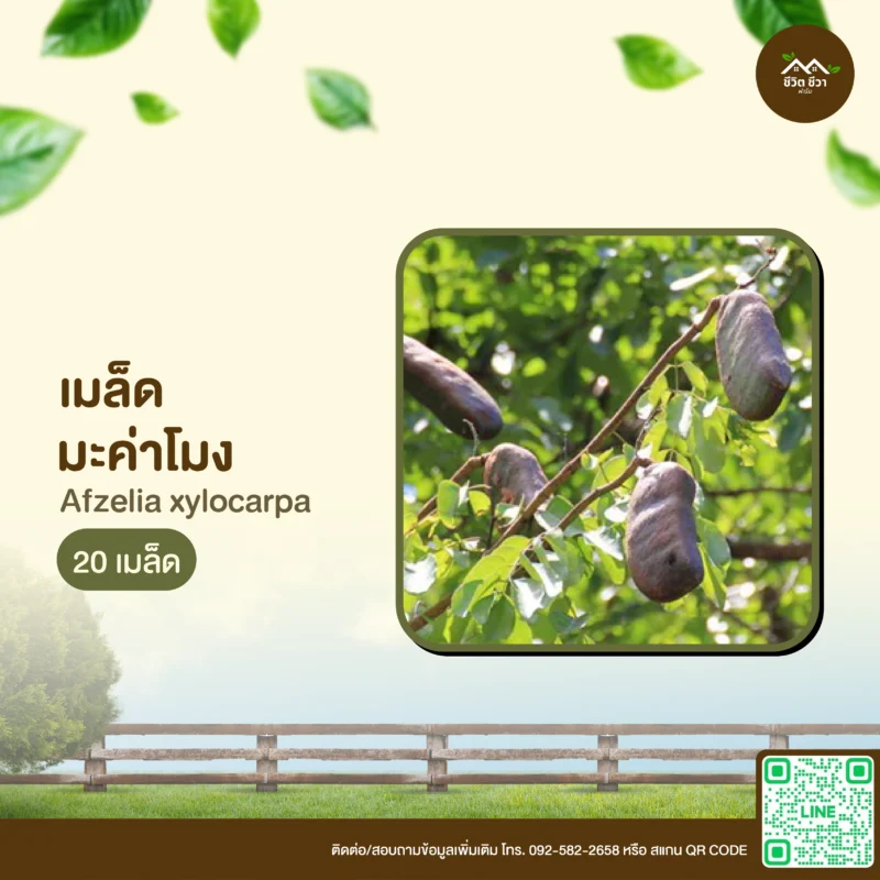 เมล็ดพันธุ์ มะค่าโมง