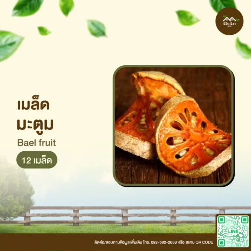 เมล็ดพันธุ์ มะตูม