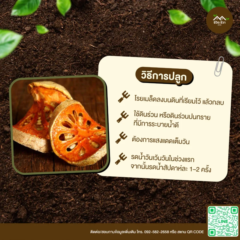 เมล็ดพันธุ์ มะตูม