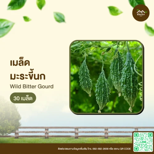 เมล็ดพันธุ์ มะระขี้นก