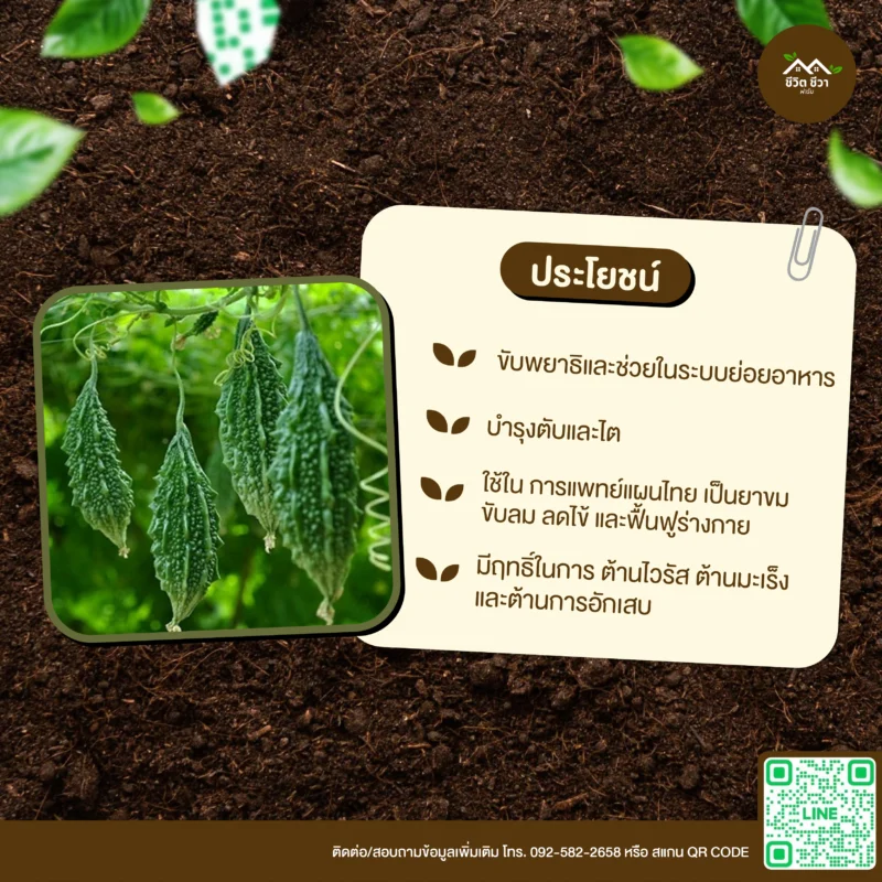 เมล็ดพันธุ์ มะระขี้นก