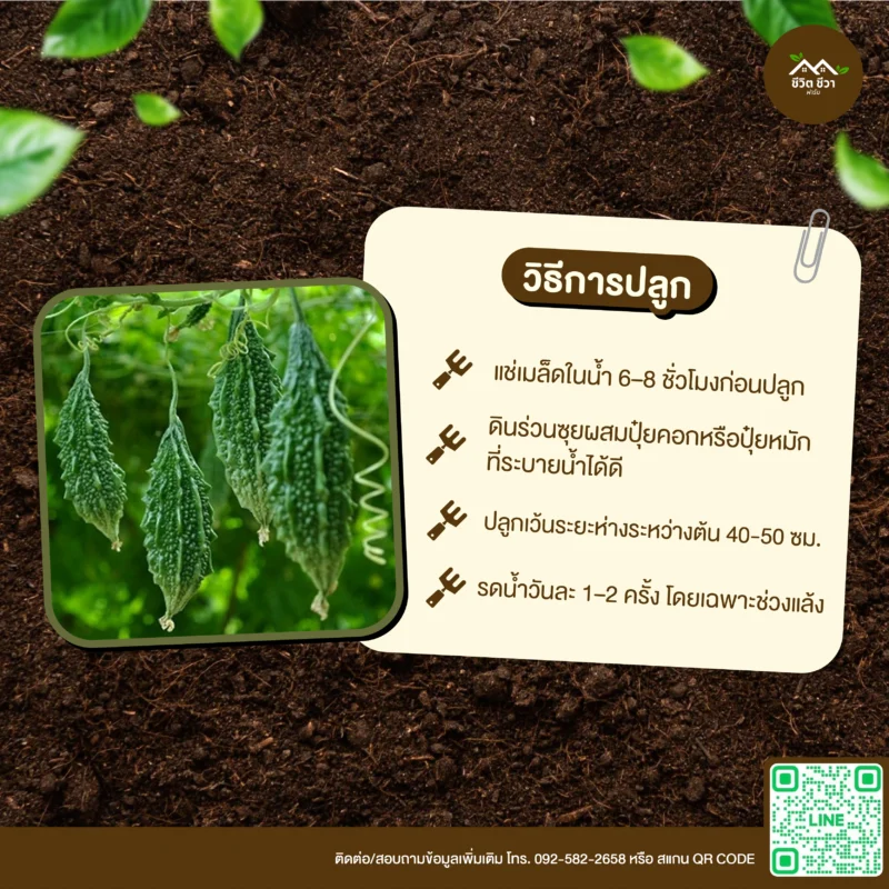 เมล็ดพันธุ์ มะระขี้นก
