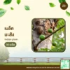 เมล็ดพันธุ์ มะสัง