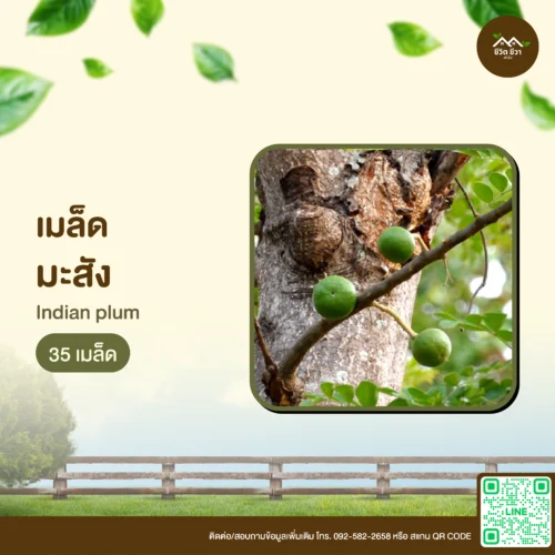 เมล็ดพันธุ์ มะสัง
