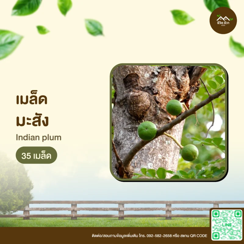 เมล็ดพันธุ์ มะสัง