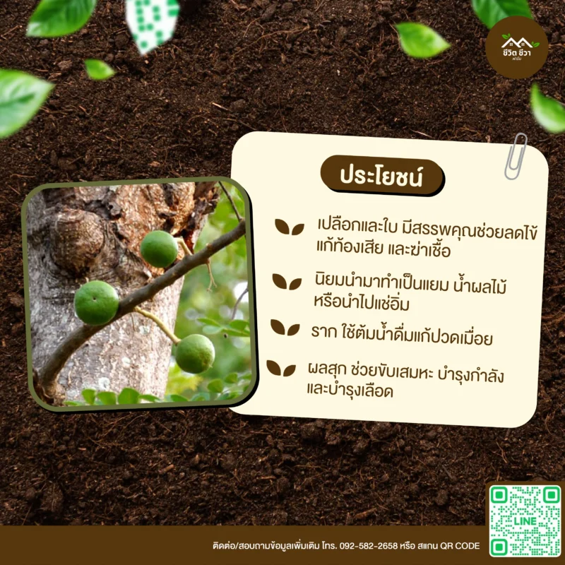 เมล็ดพันธุ์ มะสัง