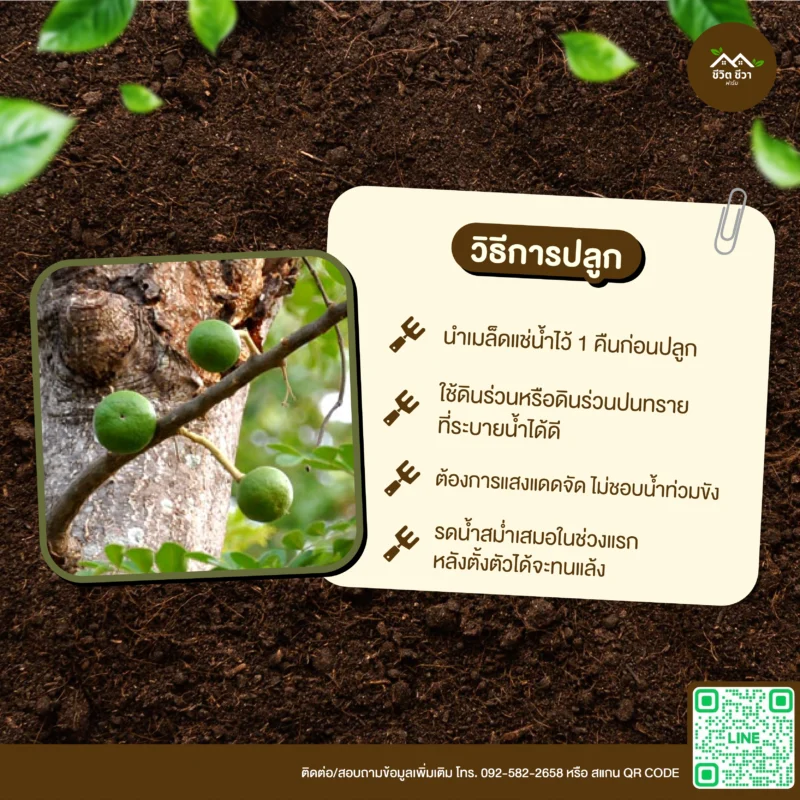 เมล็ดพันธุ์ มะสัง