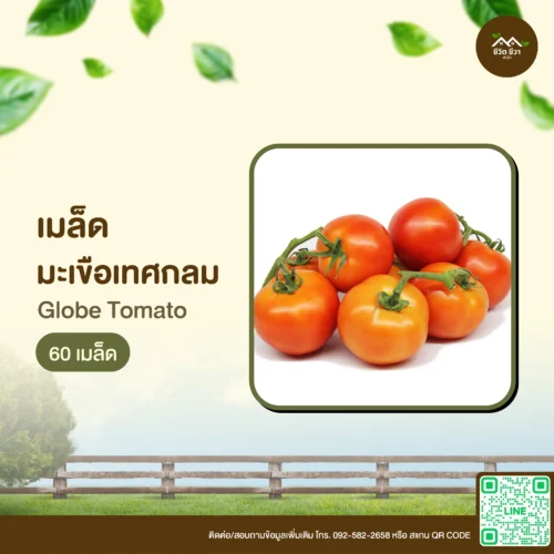 เมล็ดพันธุ์ มะเขือเทศกลม