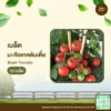 เมล็ดพันธุ์ มะเขือเทศต้นเตี้ย
