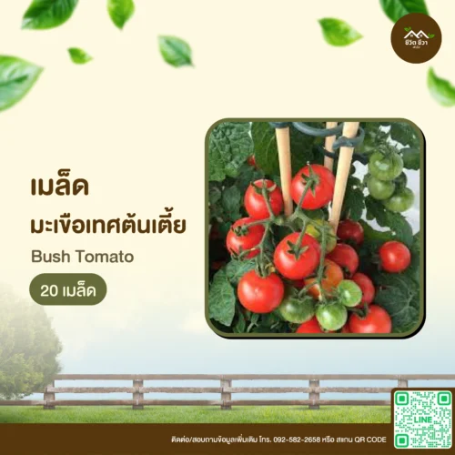 เมล็ดพันธุ์ มะเขือเทศต้นเตี้ย