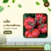 เมล็ดพันธุ์ มะเขือเทศฟักทอง
