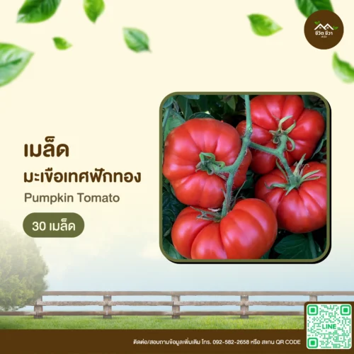 เมล็ดพันธุ์ มะเขือเทศฟักทอง