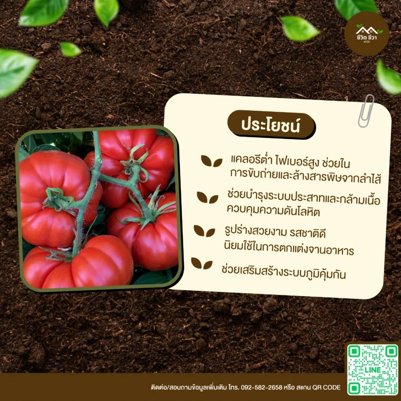 เมล็ดพันธุ์ มะเขือเทศฟักทอง
