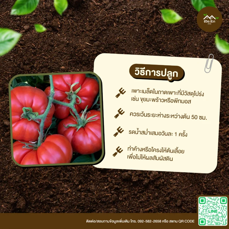 เมล็ดพันธุ์ มะเขือเทศฟักทอง